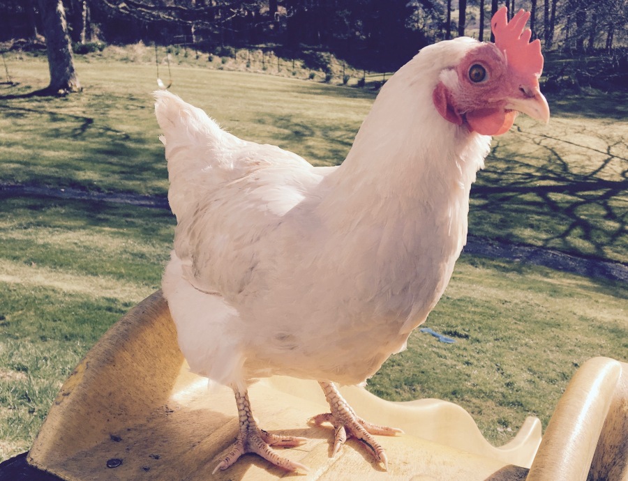 ‘Will she still remember me Mummy?’ – how a chicken taught my son about death